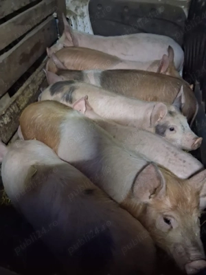 vând 7 purcei de 12 săptămâni 20-25 kg