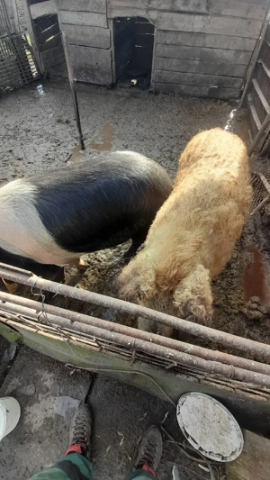 De vânzare porci mangalita si bazna  - imagine 3