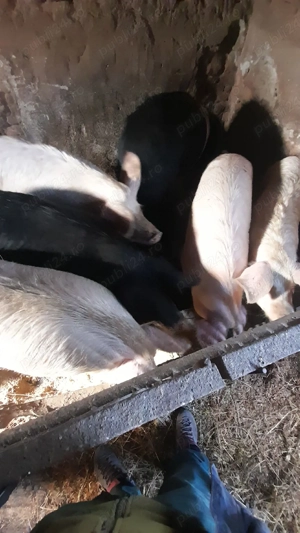 De vânzare porci mangalita si bazna  - imagine 2