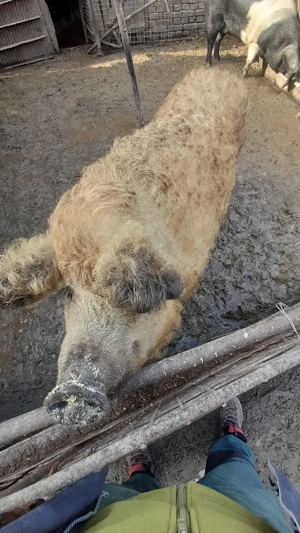 De vânzare porci mangalita si bazna  - imagine 4