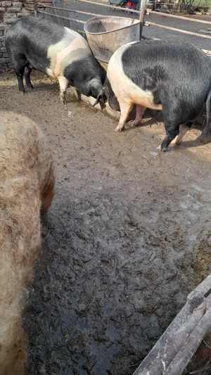 De vânzare porci mangalita si bazna  - imagine 5