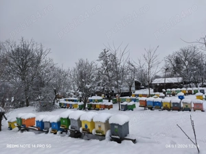 De vânzare familii de albine