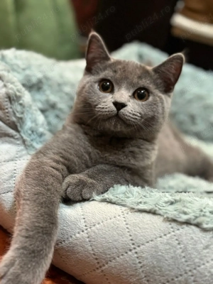 British Shorthair - imagine 2