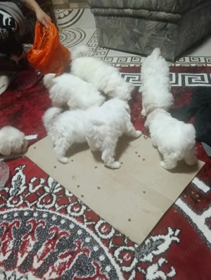 bisoni maltezi  - imagine 2