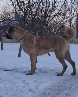 Kangal malakli - imagine 3