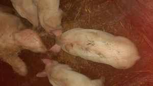 Purcei de vânzare  - imagine 2