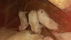 Purcei de vânzare  - imagine 3