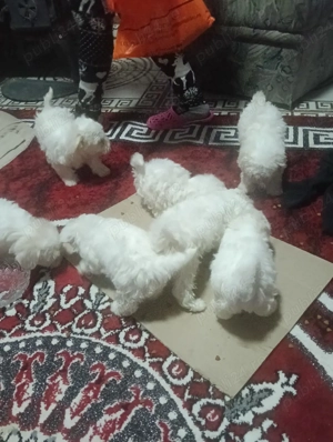 bisoni maltez  - imagine 2