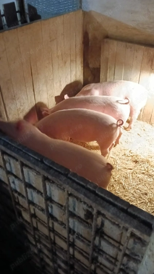 Porci de vanzare - imagine 2