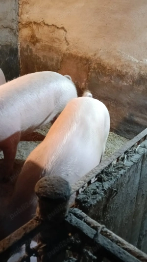 Porci mari de vânzare  - imagine 2