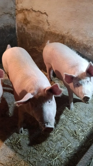 Porci de vânzare 