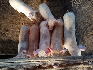 Vând purcei crescuți natural  - imagine 4