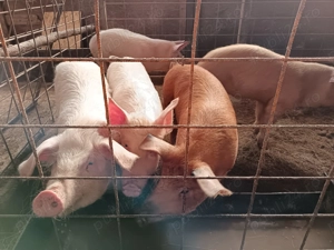 Vând purcei crescuți natural  - imagine 2