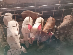 Vând purcei crescuți natural  - imagine 3