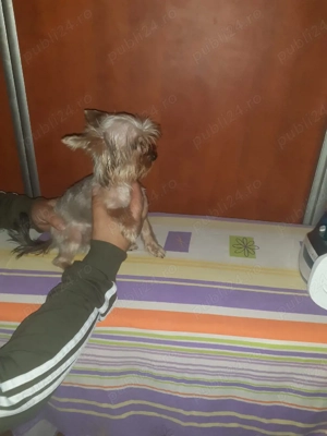 Yorkshire terrier fetiță 