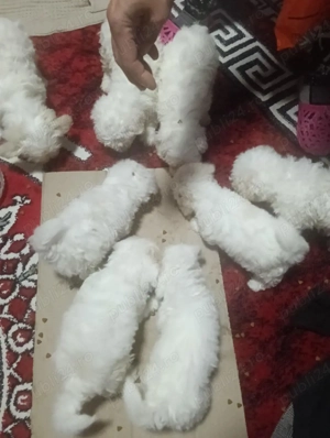 căței bișoni maltezi 