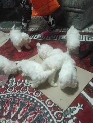 căței bișoni maltezi  - imagine 2