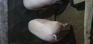 Porc Marele Alb - imagine 2