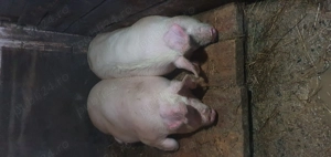 Porc Marele Alb - imagine 3