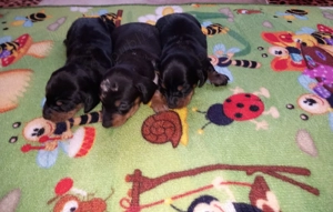 Teckel de vînzare  - imagine 3