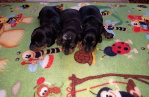 Teckel de vînzare  - imagine 2