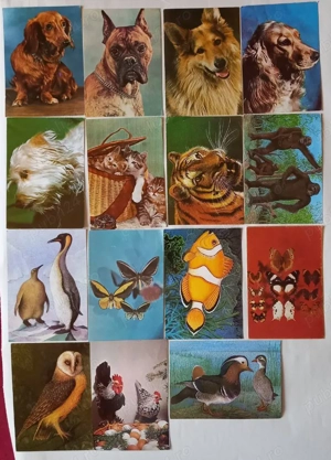 15 cărți poștale vechi cu animale, păsări, fluturi și un pește