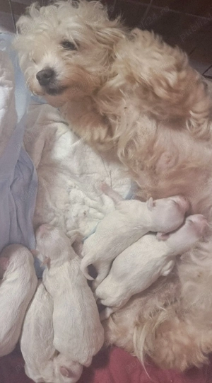 Bichon maltez talie medie disponibil  - imagine 2