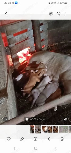 Scroafa cu 13 purcei de vanzare   - imagine 3