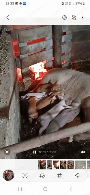 Scroafa cu 13 purcei de vanzare   - imagine 2