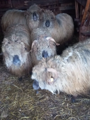 De vânzare oaie pentru sacrificat.  - imagine 4