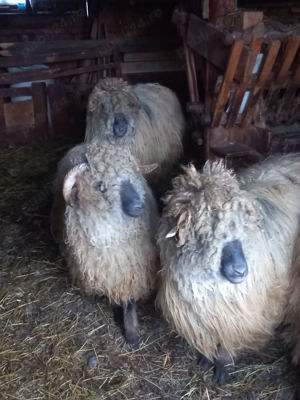 De vânzare oaie pentru sacrificat.  - imagine 3