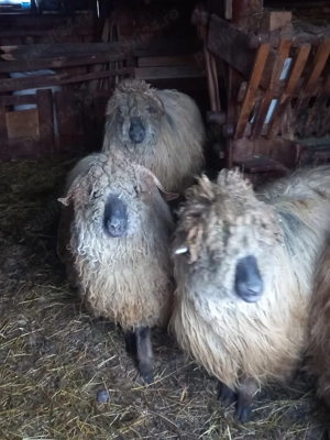 De vânzare oaie pentru sacrificat.  - imagine 2