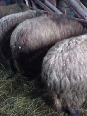 De vânzare oaie pentru sacrificat. 