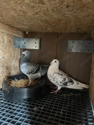 vand porumbei voiajori - imagine 5