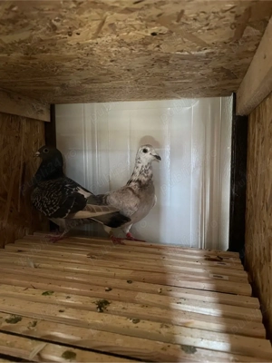 vand porumbei voiajori - imagine 2