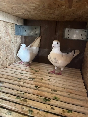 vand porumbei voiajori - imagine 3