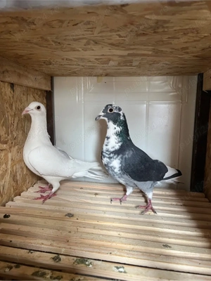 vand porumbei voiajori