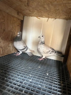 vand porumbei voiajori - imagine 4