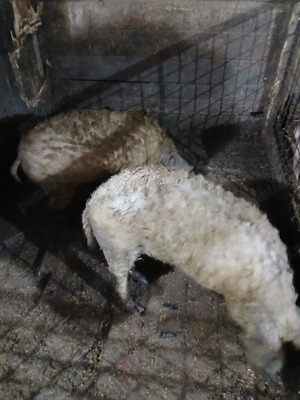 Vând  soldani mangalita  - imagine 3