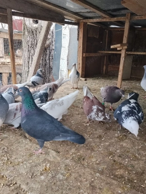 vând porumbei Prahova  - imagine 2