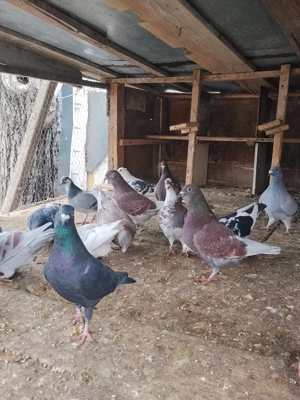 vând porumbei Prahova  - imagine 4