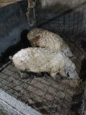 Vând  soldani mangalita  - imagine 2