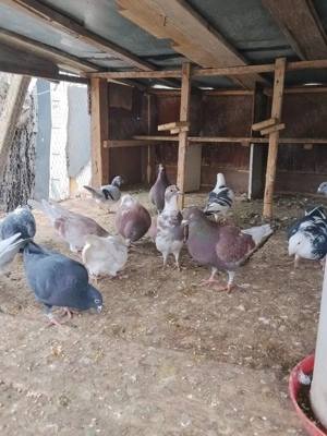 vând porumbei Prahova  - imagine 3