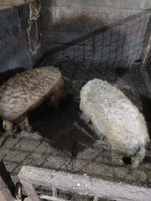 Vând  soldani mangalita 