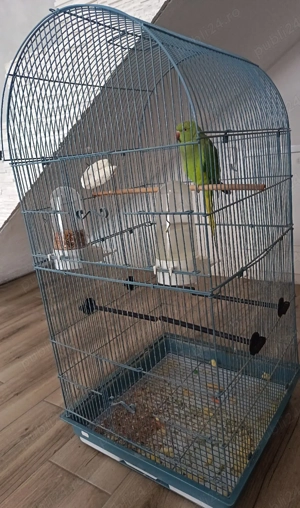 Vând papagal Micul Alexandru  - imagine 2