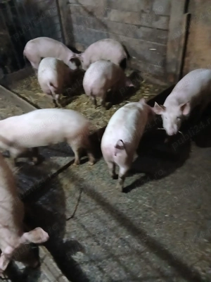 Vând soldani rasă de carne - imagine 2