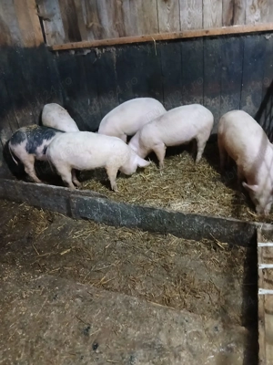 Vând soldani  - imagine 2