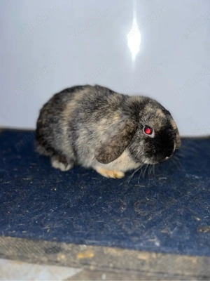 iepurasi pitici de companie