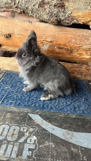 iepurasi pitici de companie - imagine 3