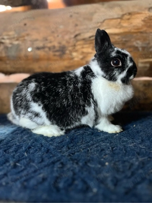 iepurasi pitici de companie - imagine 5